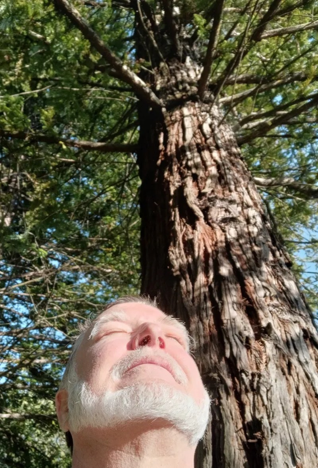 David Smith looking upward under tall trees